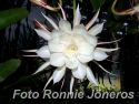 Epiphyllum oxypetalum Nattens Prinsessa